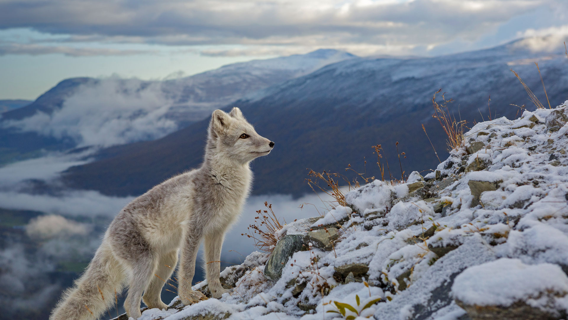 an arctic fox in dovrefjell national park, norway (© andy